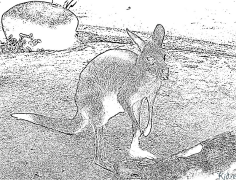 kangur Kolorowanki Do Druku